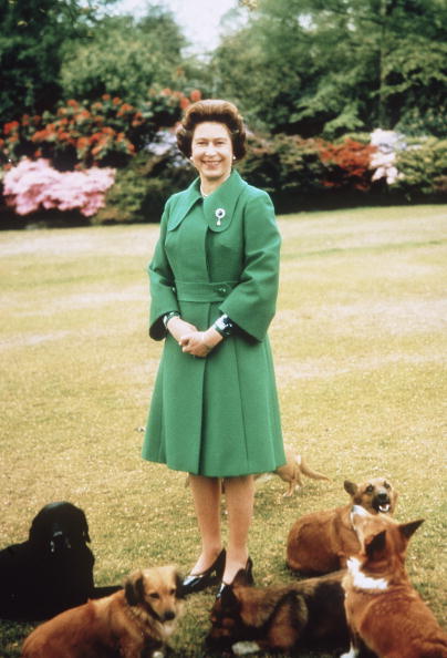 rainha com vários cachorros