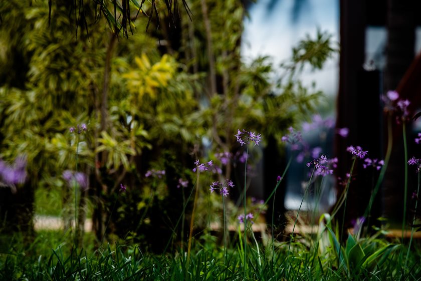 Jardim do Pontão do Lago Sul