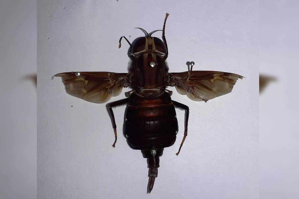 Cientistas encontram mosca gigante e rara após confundi-la com beija-flor