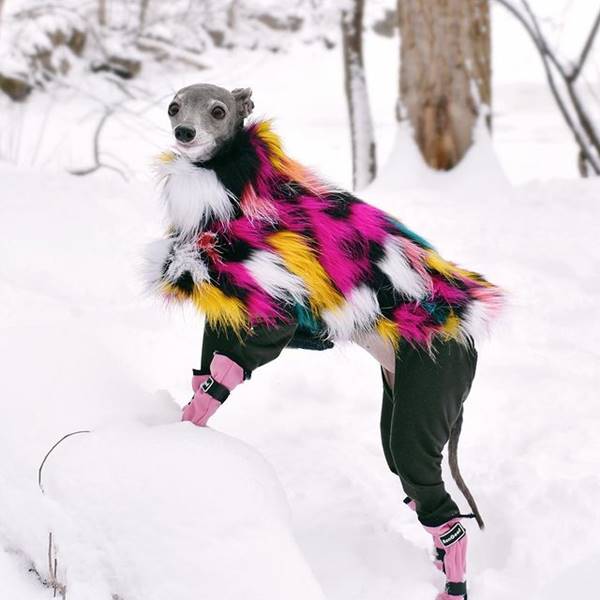 Cachorra com roupa estilosa