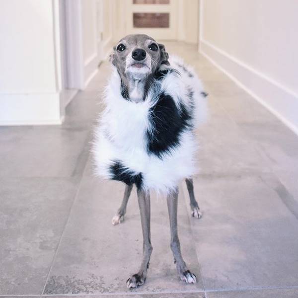 Cachorra com roupa estilosa