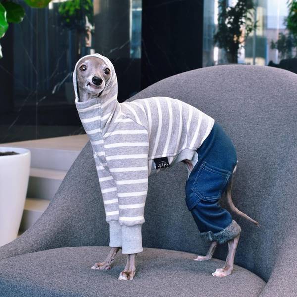 Cachorra com roupa estilosa