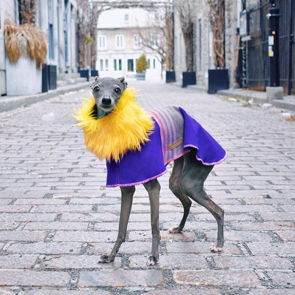 Cachorra com roupa estilosa