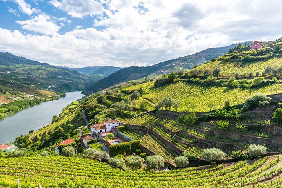 Pequenas vinícolas em Douro