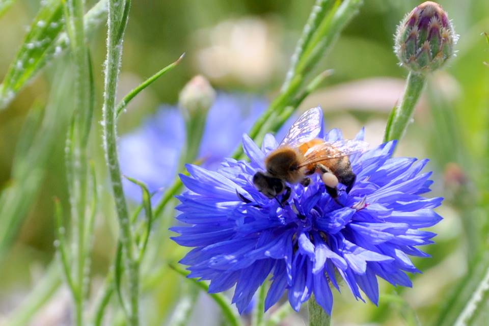 Abelha e flor azul