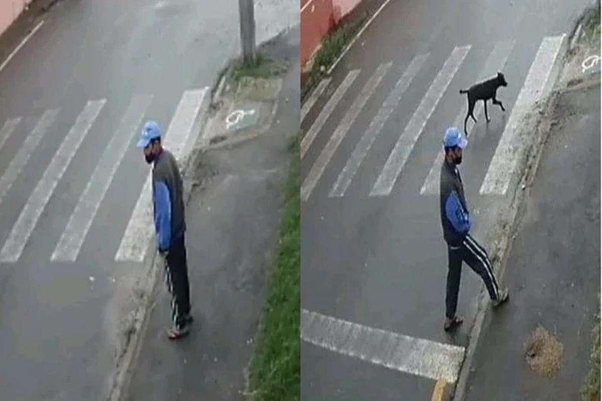 Homem é flagrado praticando zoofilia contra cachorro em Curitiba |  Metrópoles