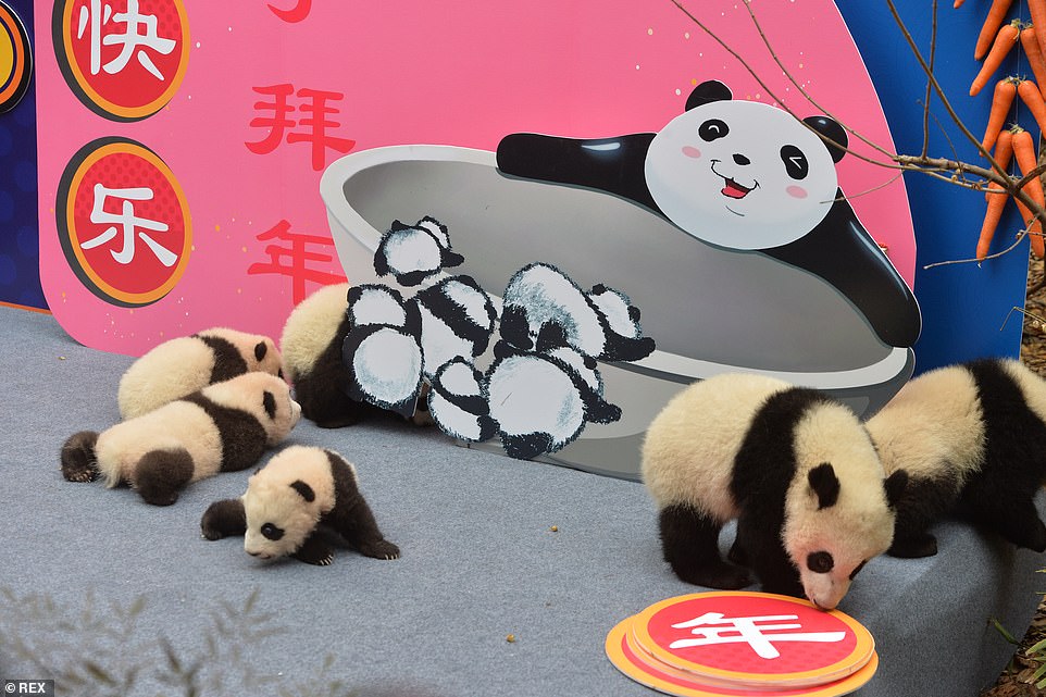 Pandas