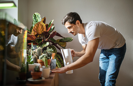 Sete plantas que crescem rápido para ter em casa ou apartamento