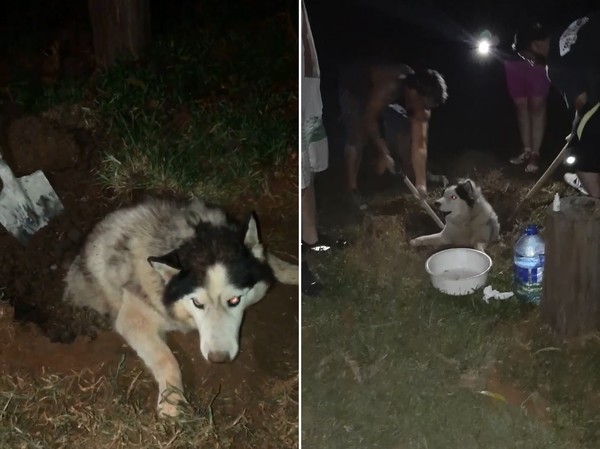 Cachorro foi encontrado vivo e parcialmente enterrado após furto em sítio