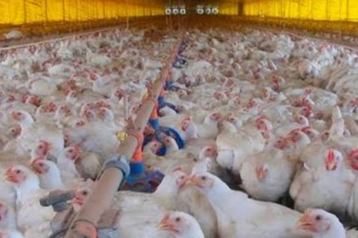 Fotografia de um galinheiro lotado - Metrópoles - gripe aviária
