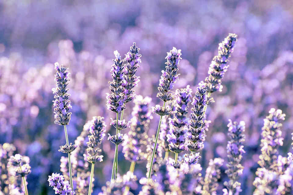 lavanda-2 Chá de lavanda: saiba quais são os benefícios e como consumir