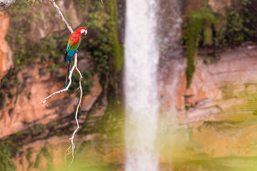 arara em galho acima da cachoeira véu de noiva