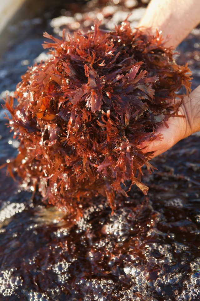 Alga marinha dulse