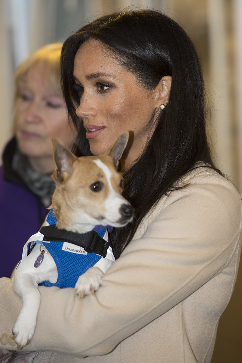 Meghan Markle e cachorro