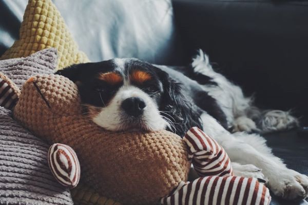 Brinquedo de pelúcia para cachorro