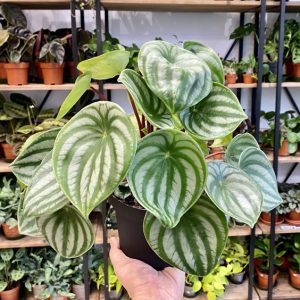 Peperomia