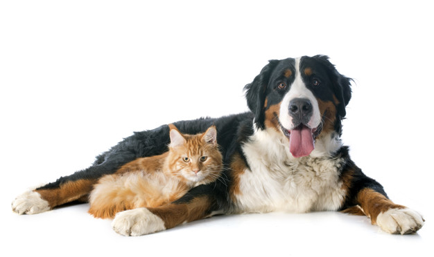 Esqueça a regra dos 7 anos: estudo revela como calcular a idade do pet