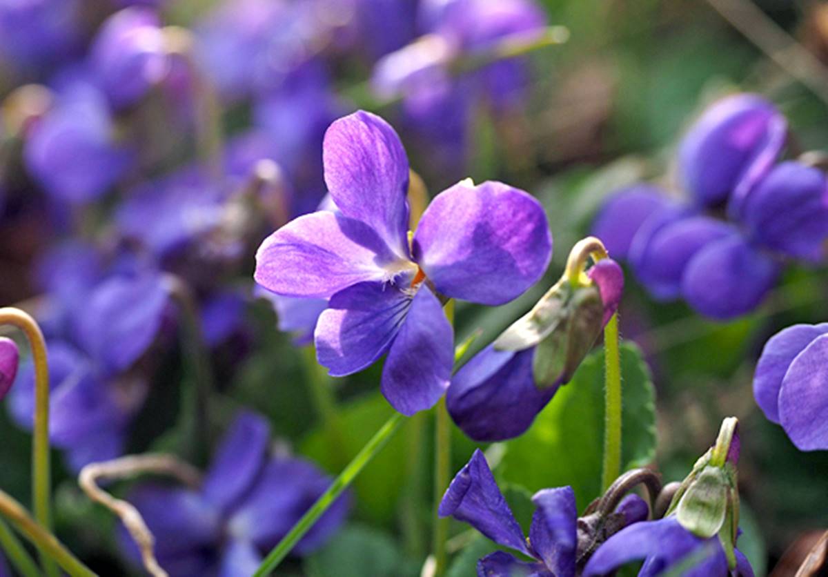 Violeta (Viola)