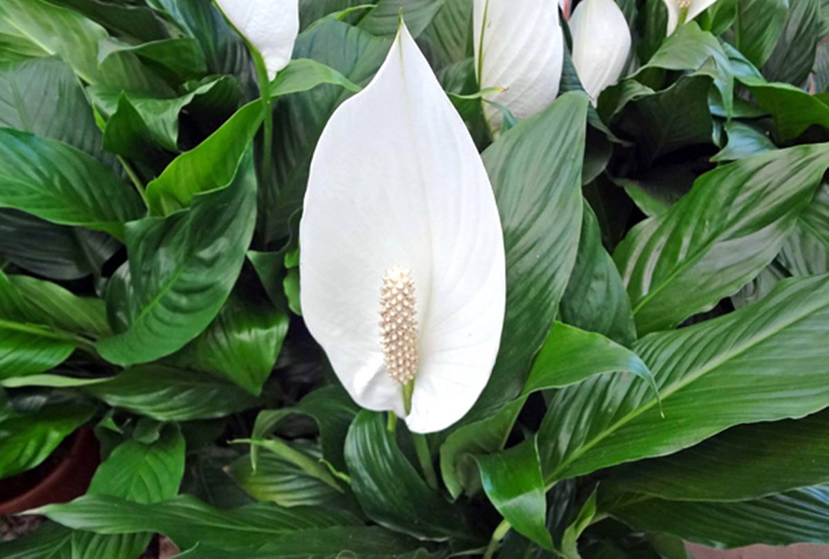 Lys et lis de la paix (Lilium et Spathiphyllum wallisii)
