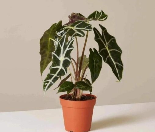 planta pequena em cima de mesa