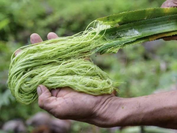 Couro ecológico