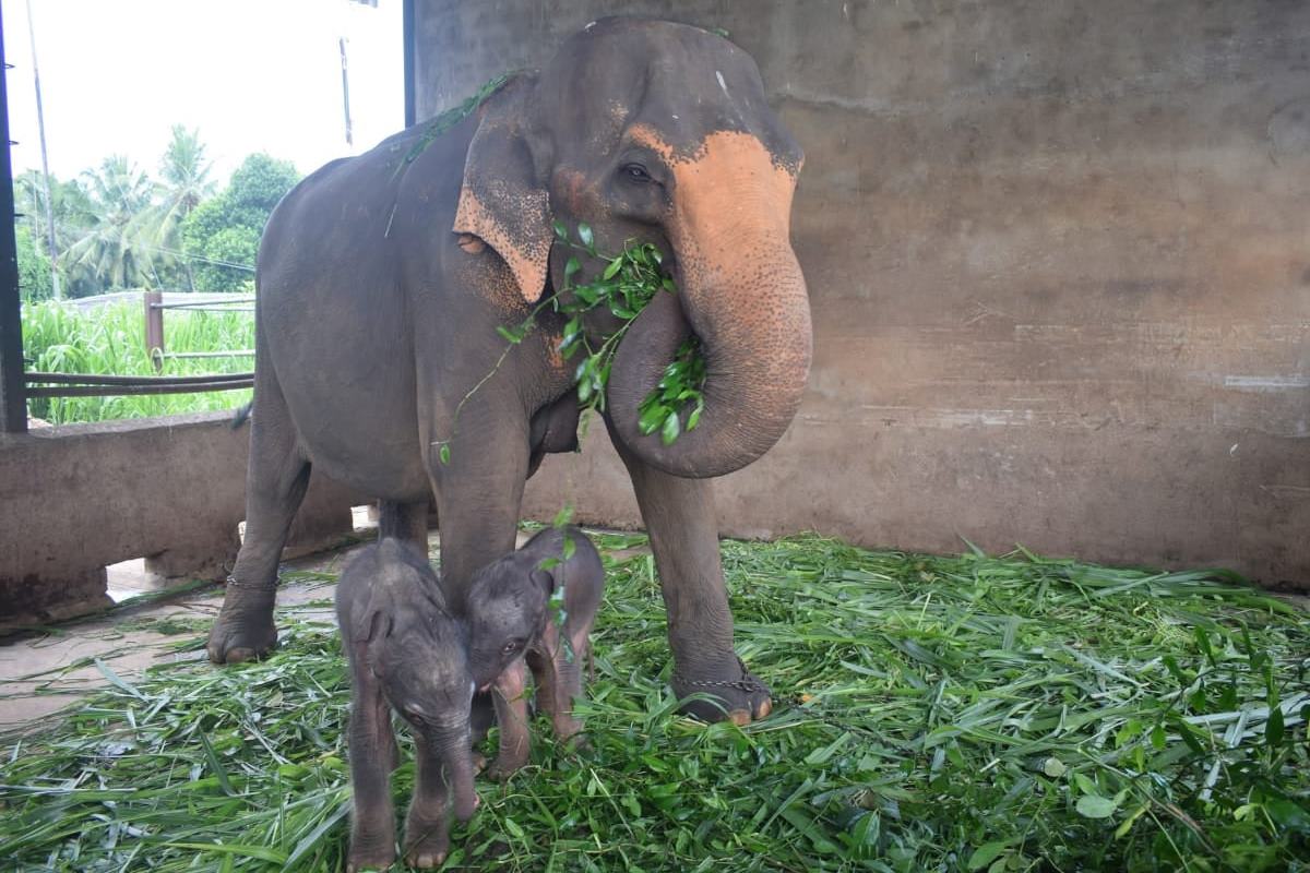 Cena raríssima! Elefanta dá à luz gêmeos no Sri Lanka. Veja fotos |  Metrópoles