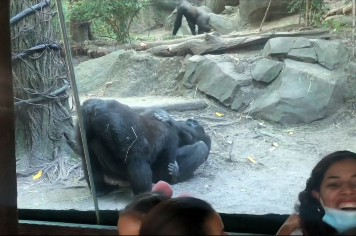 Vídeo: gorilas fazem sexo oral na frente do público em zoológico dos EUA |  Metrópoles