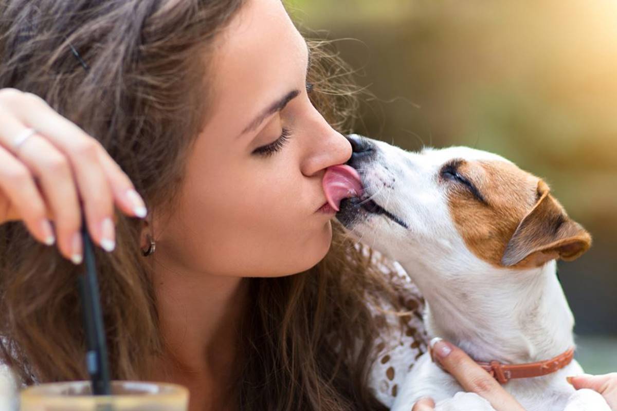 A boca dos cachorros é mais limpa que a dos humanos? Descubra | Metrópoles