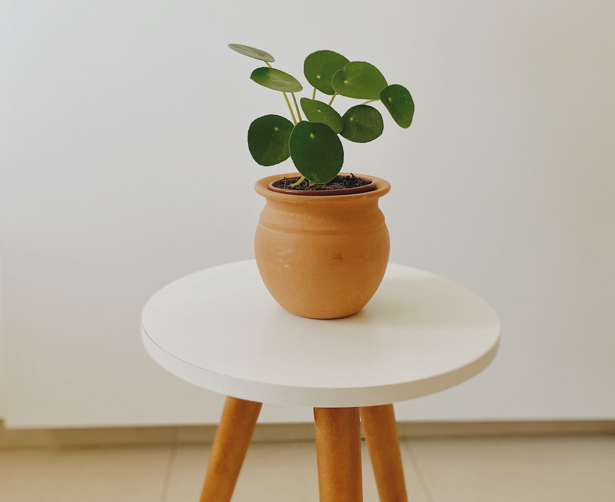 Pilea