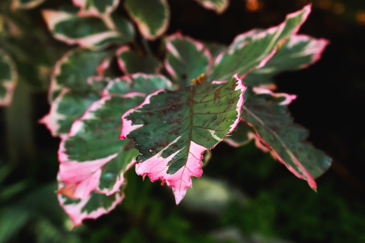 Begonia baleaf