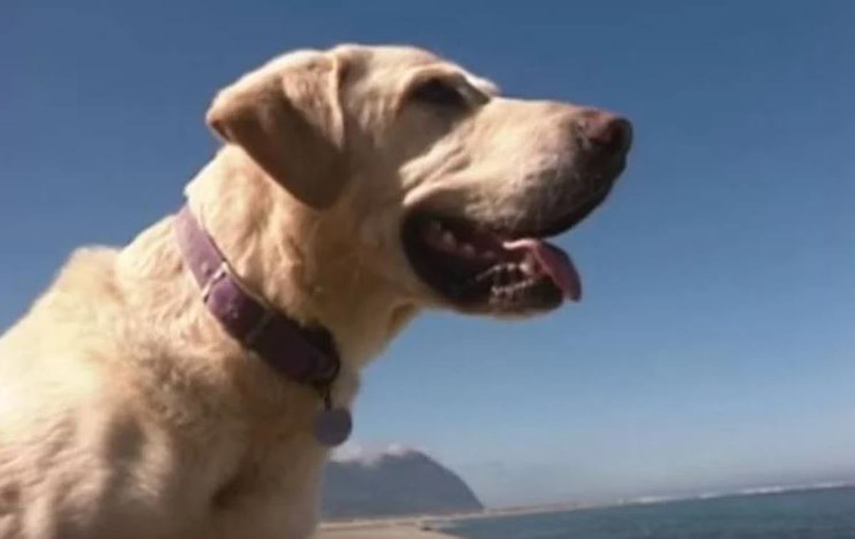 cachorro na praia 