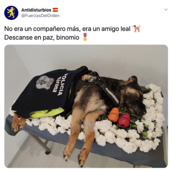 cão policial