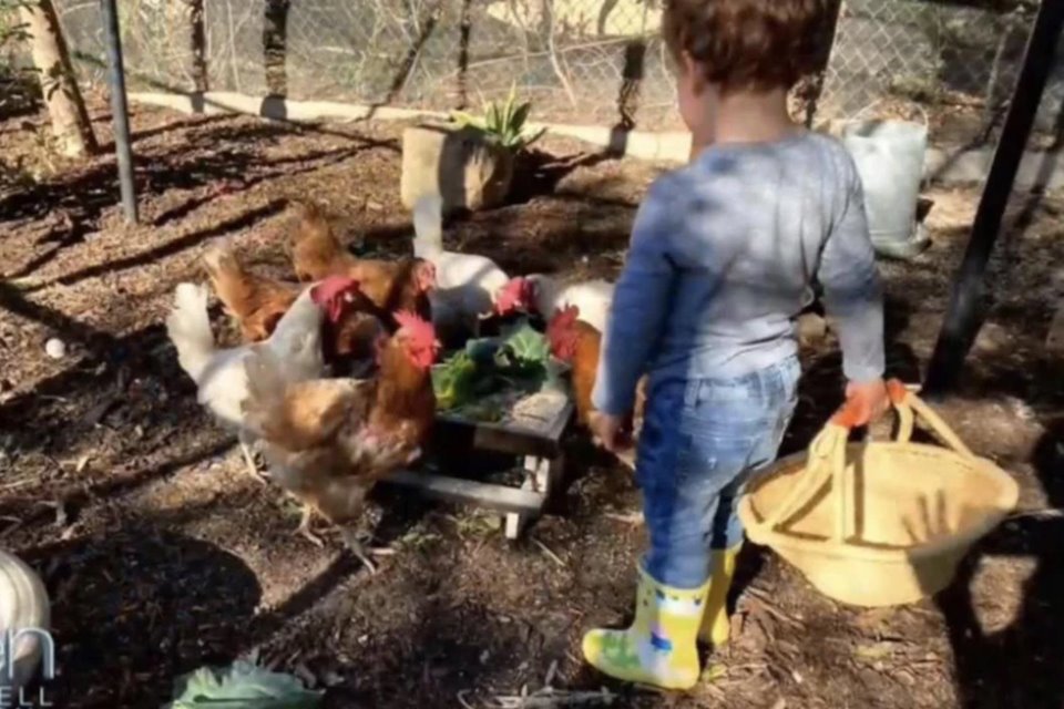 Menino dentro de galinheiro com botas coloridas