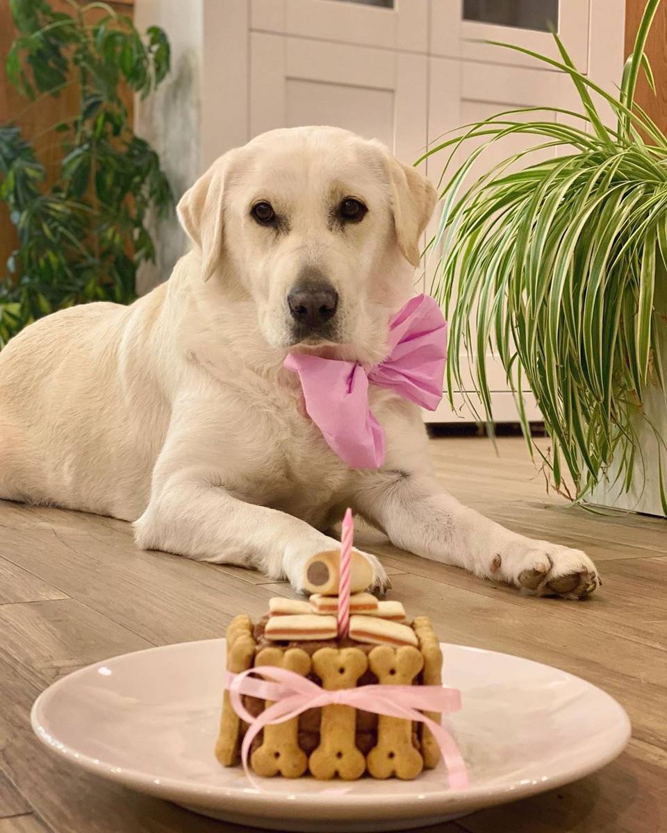 Na foto, uma cachorrinha da raça labrador com laço rosa no pescoço em frente a um bolo de aniversário feito com biscoitos de cachorro em formato de osso 