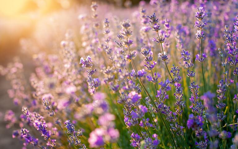 Imagem colorida de lavanda