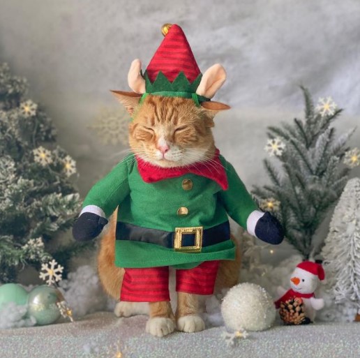 Gato com roupa de duende de Natal