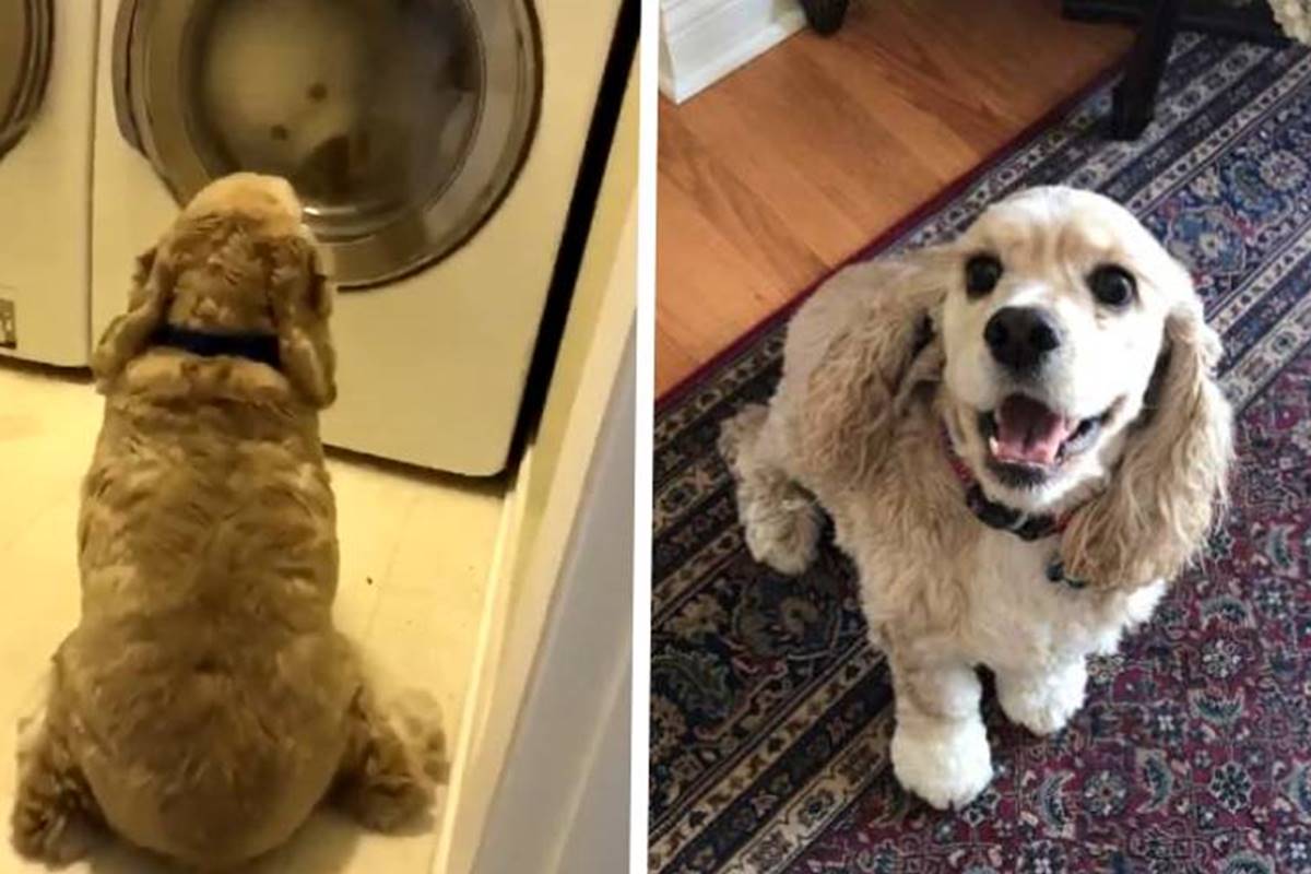 Temos duas fotos. Na da esquerda existe uma máquina de lavar com circulo transparente no meio onde se vê um ursinho branco e na frente um cachorro marro peludo sentado. Na da direito você vê o cachorro de frente