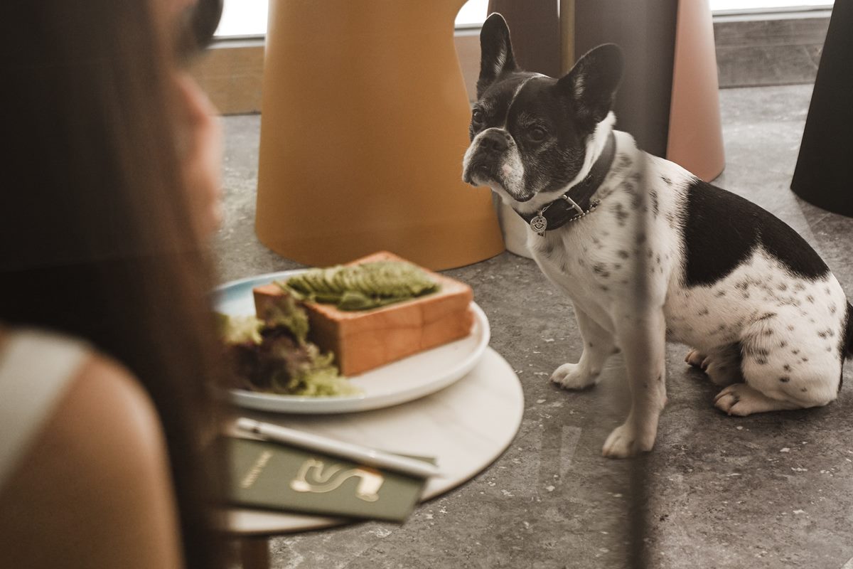 Foto colorida de um cachorro no chão - Metrópoles