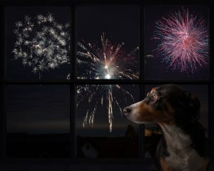 Animais de estimação em festas de fim de ano