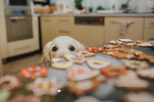 Animais de estimação em festas de fim de ano