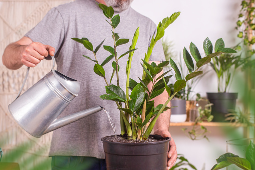 Homem regando uma muda de Zamioculcas