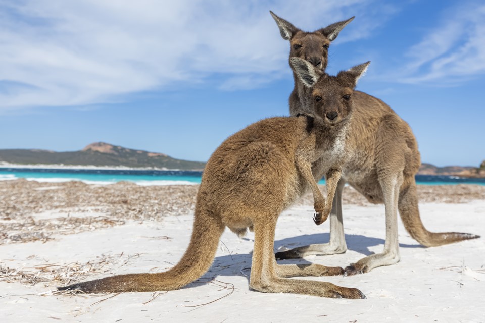 Dois cangurus na praia 