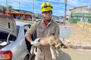 gato fica preso em carro em goiás