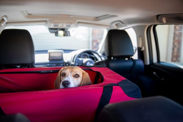 Transporte de cachorro