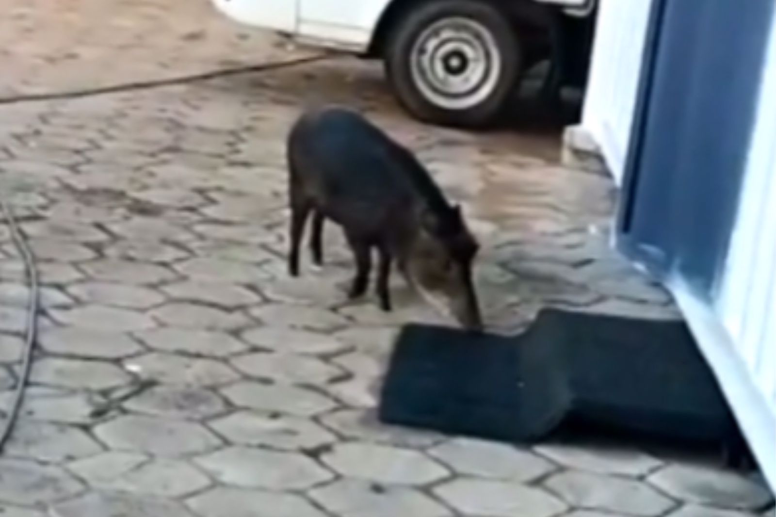 Vídeo: porco-do-mato sai de rio transbordado e provoca correria em GO |  Metrópoles