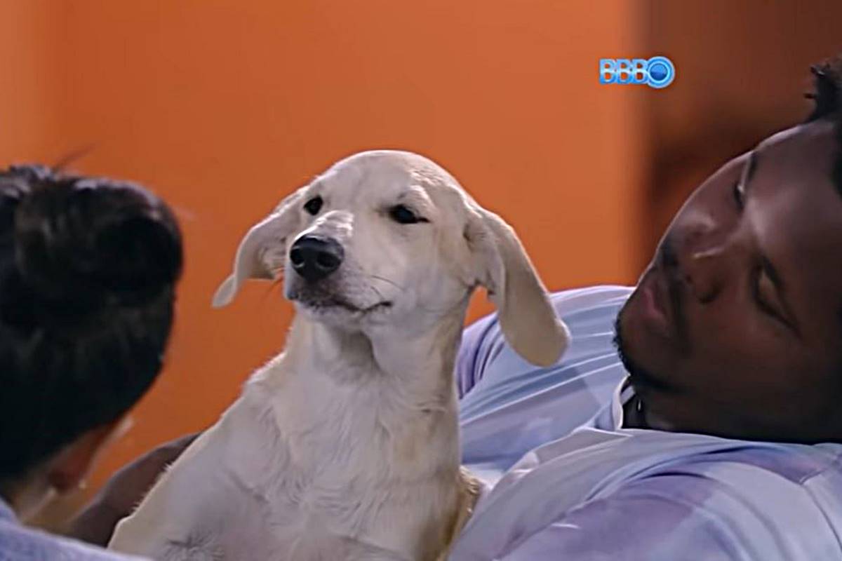 Big Pet Brasil: relembre os cachorrinhos que participaram do BBB |  Metrópoles