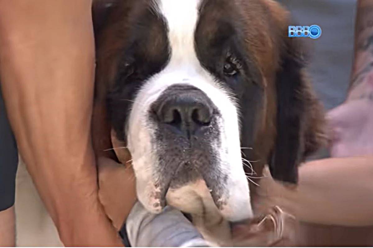 Rosto de um cachorro são bernardo sendo acariciado - Metrópoles