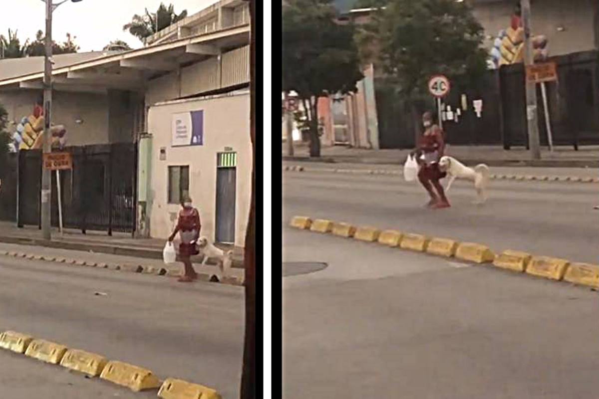 Vídeo: mulher dá a mão para cachorro atravessar a rua | Metrópoles