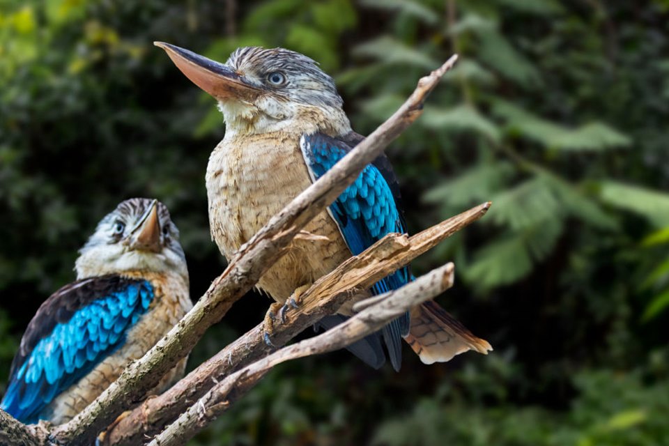 Dois pássaros em um galho de árvore. As penas deles são de cor cinza e azul