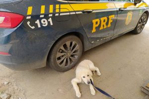 cachorro encontrado em situações precárias dentro de ônibus entre mato grosso e maranhão